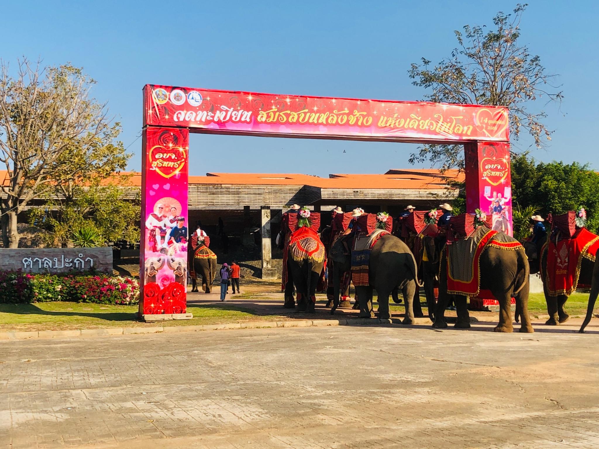 งานแต่งงานและจดทะเบียนสมรสบนหลังช้าง รูปที่ 4