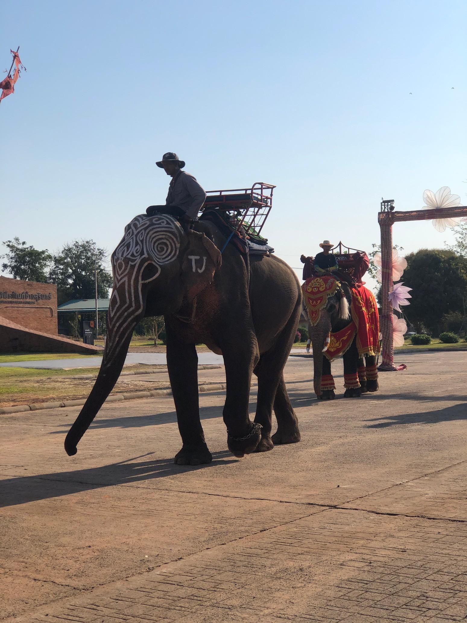 งานแต่งงานและจดทะเบียนสมรสบนหลังช้าง รูปที่ 15