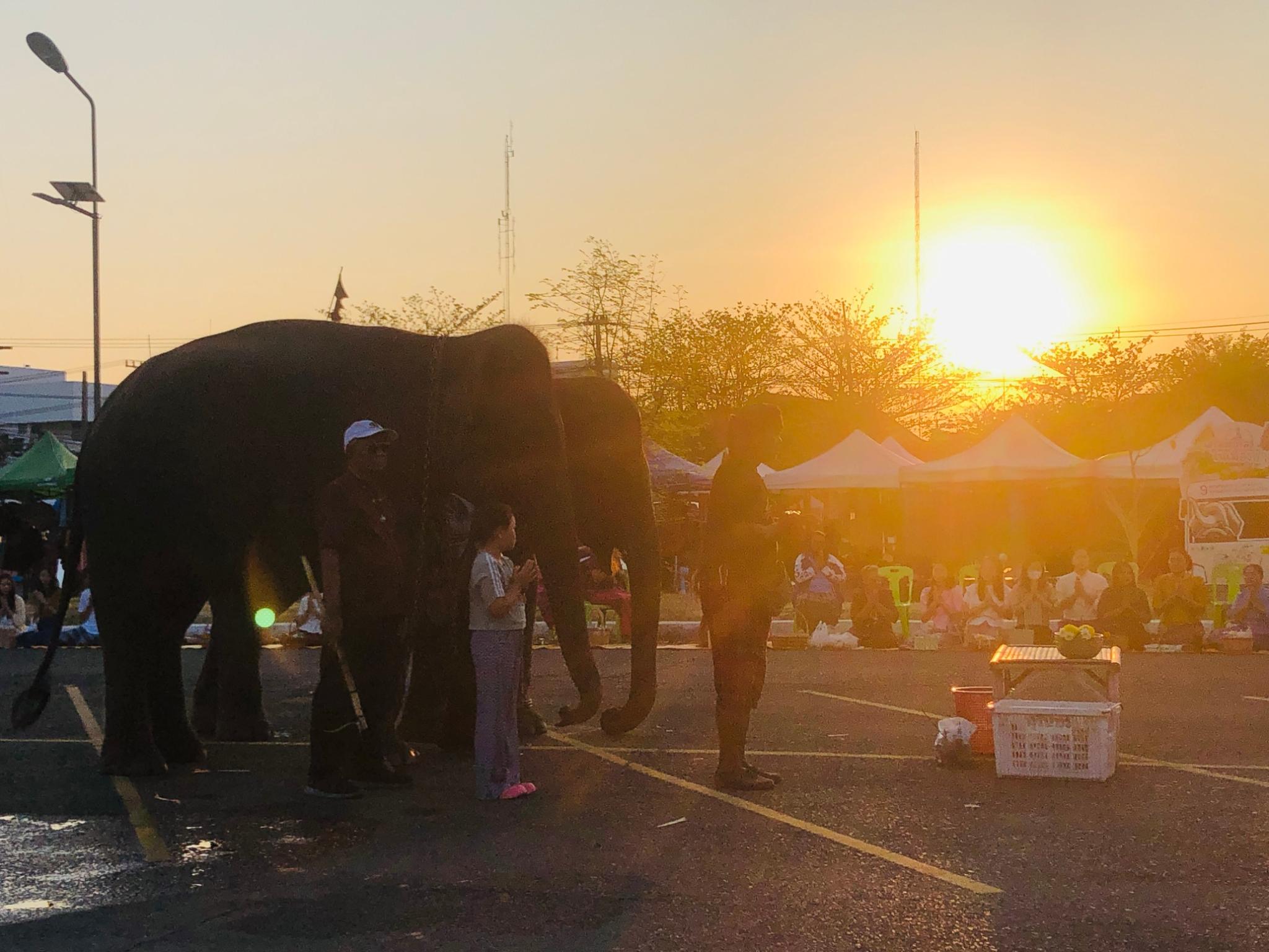 งานแต่งงานและจดทะเบียนสมรสบนหลังช้าง รูปที่ 9